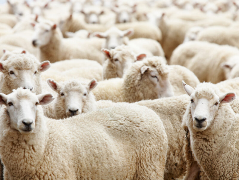 A close up of a herd of tightly packed sheep