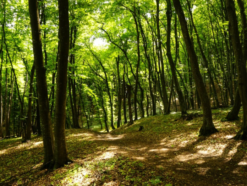 A footpath through dense forest