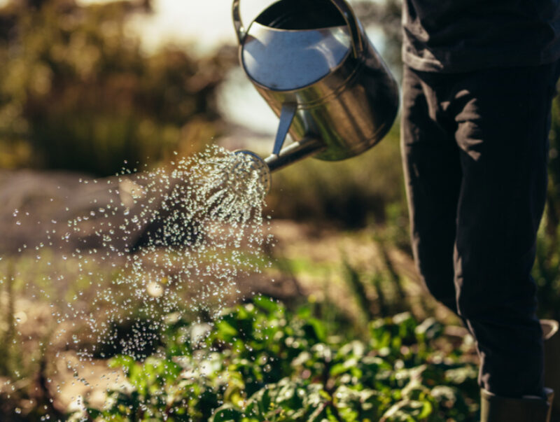 A man watering an allotment with a watering can
