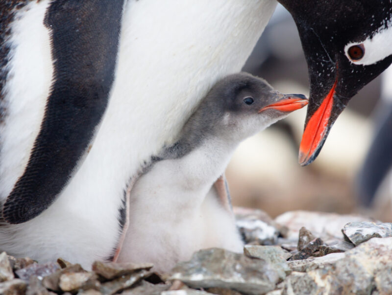 A penguin protecting their chick