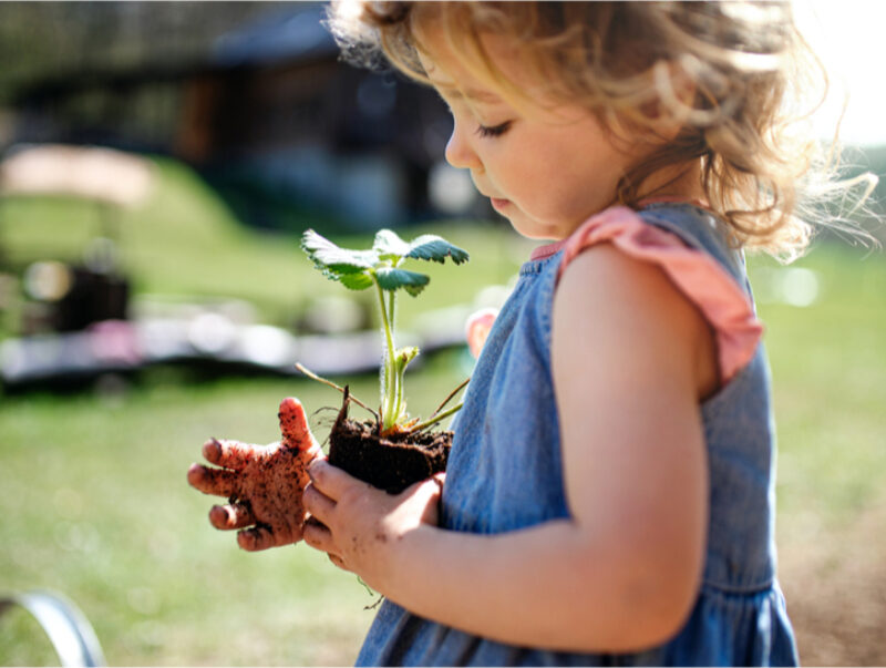 Small girl planting in a garden